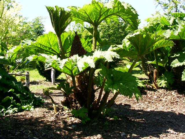 gunnera1.JPG