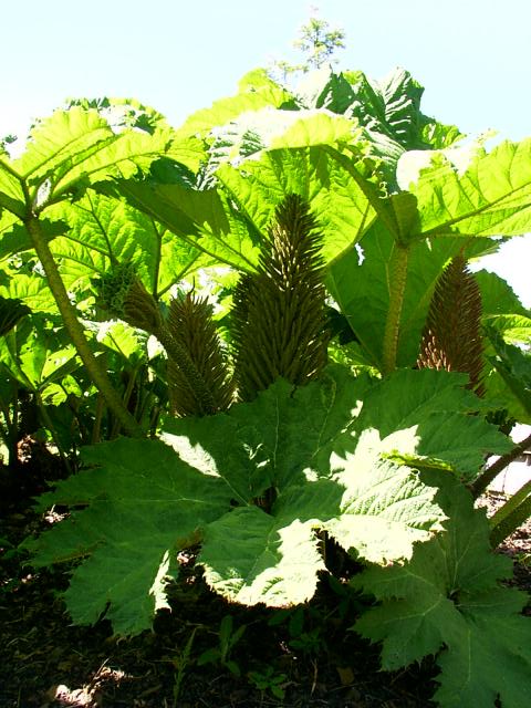 gunnera2.JPG