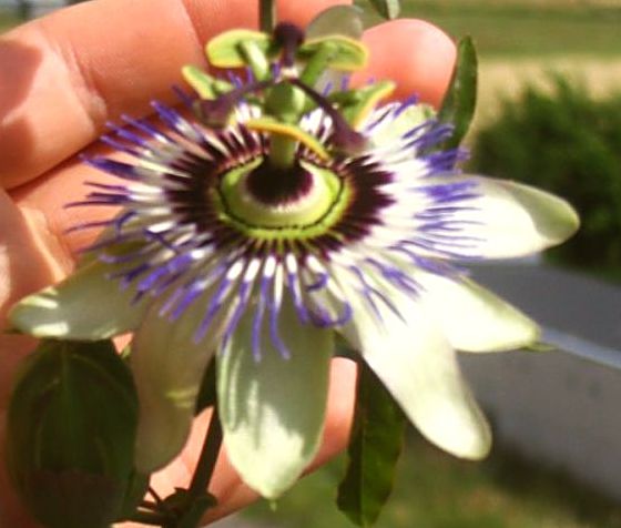 passiflora.jpg