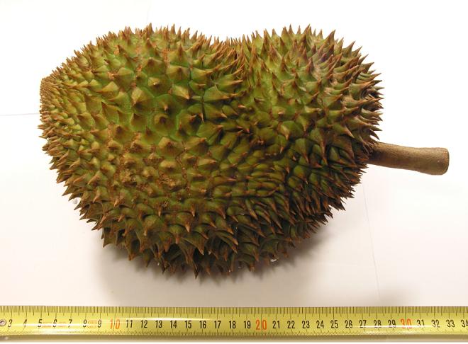 durian.JPG