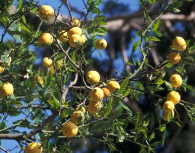 Cytryna (Citrus limon).jpg