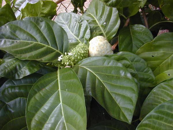 _morinda_citrifolia 1.jpg