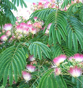 albizia_rosea.jpg