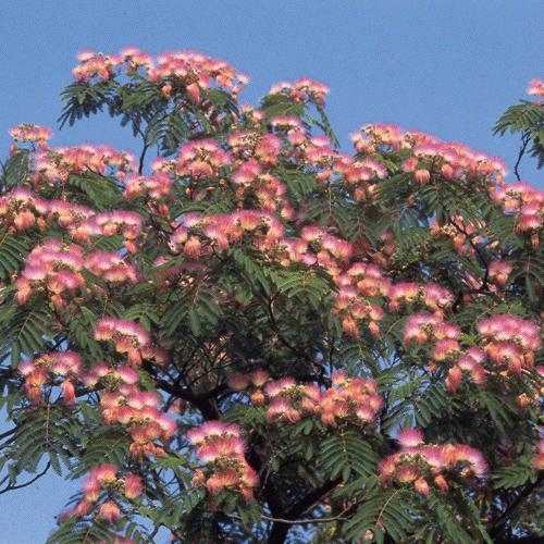 Albizia_Julibrissin_rosea.jpg