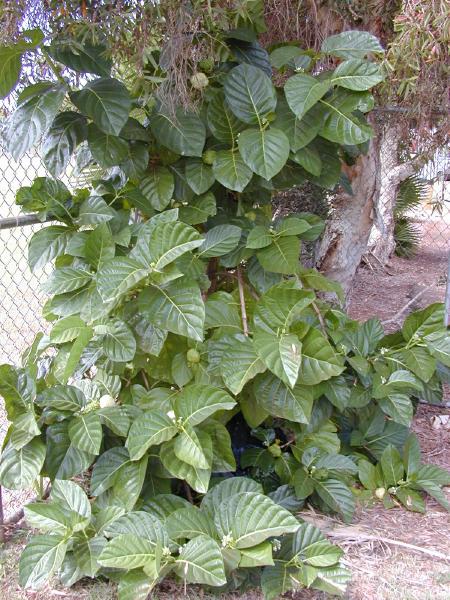 _morinda_citrifolia 2.jpg