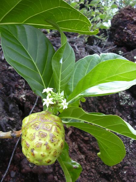 _morinda_citrifolia 3.jpg