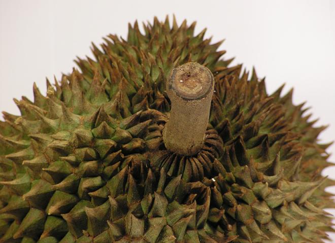 durian1.JPG