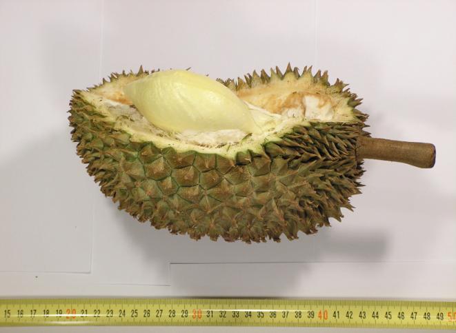 durian2.JPG