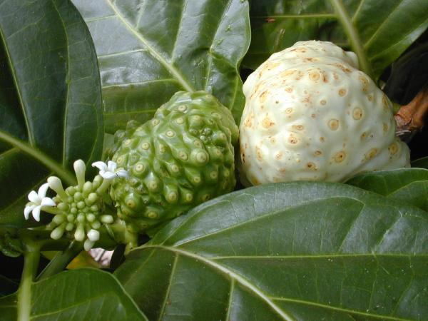 _morinda_citrifolia.jpg