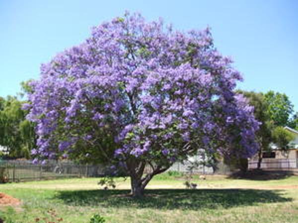 Jacaranda.jpg