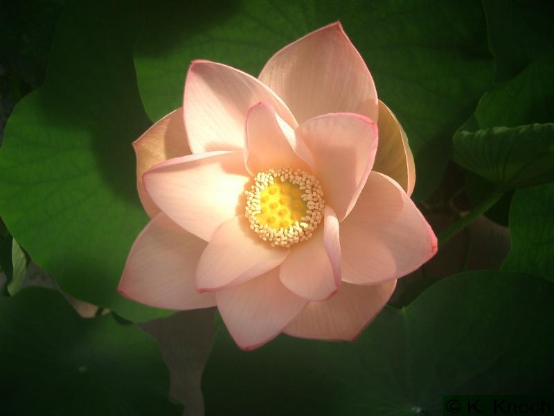 Nelumbo_nucifera_01.jpg