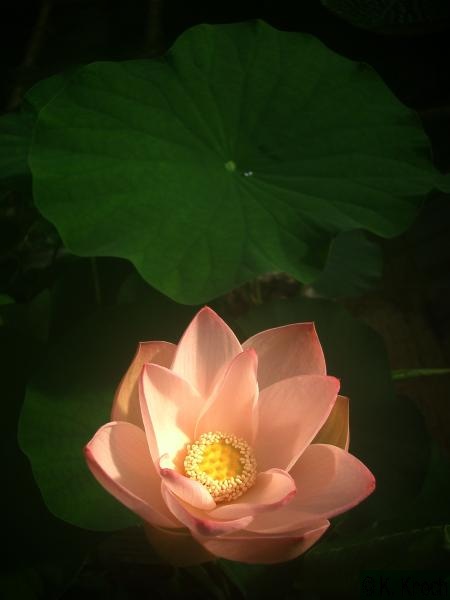 Nelumbo_nucifera_02.jpg