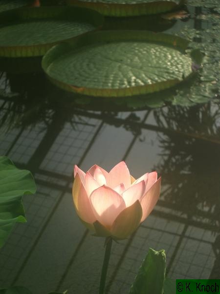 Nelumbo_nucifera_04.jpg