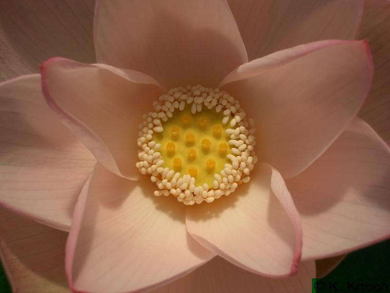 Nelumbo_nucifera_16.jpg