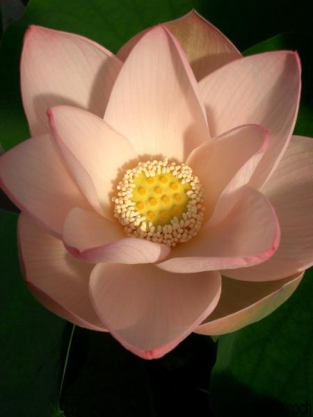 Nelumbo_nucifera_17.jpg