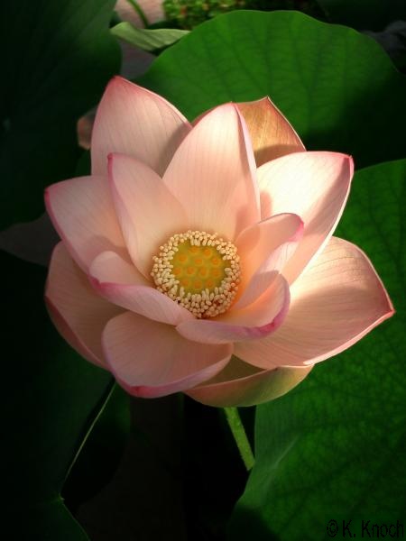 Nelumbo_nucifera_18.jpg