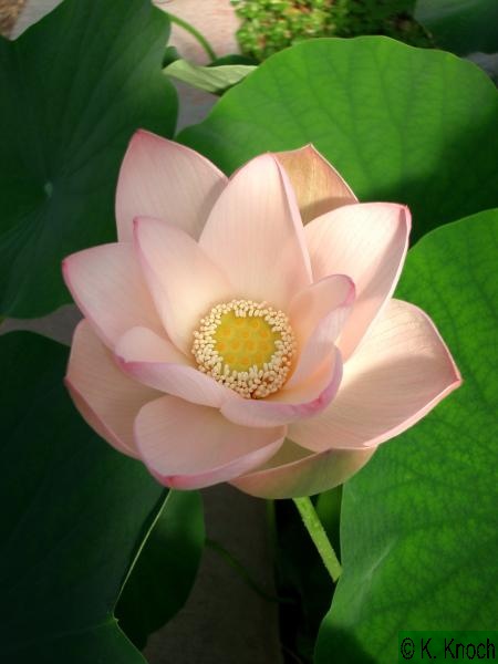 Nelumbo_nucifera_19.jpg