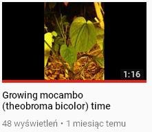 growing mocambo.JPG