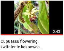 kwitnienie kakaowca cupuasu.JPG