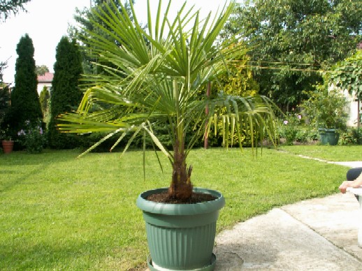 Pict1083.jpg