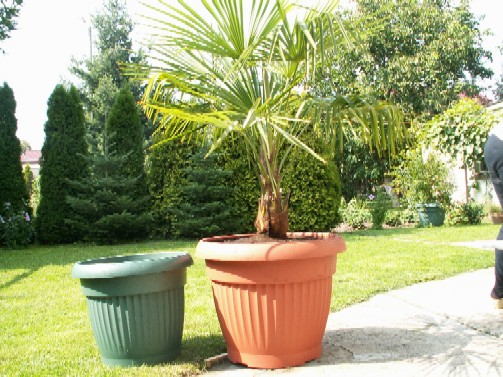 Pict1087.jpg