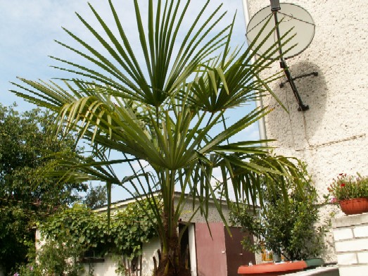 Pict1082.jpg
