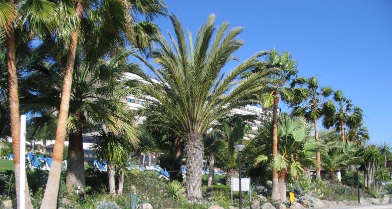 palm kal.jpg
