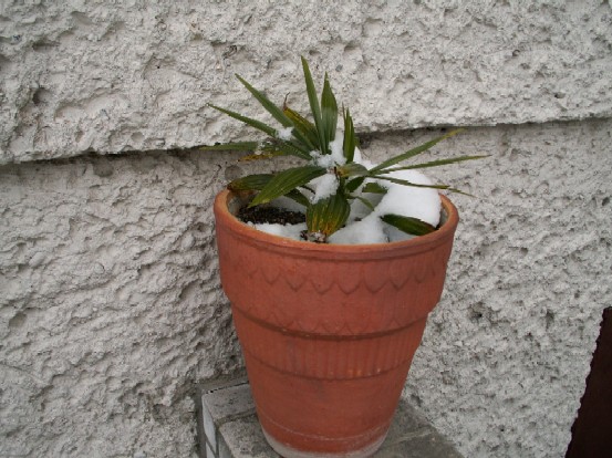 Pict1277.jpg