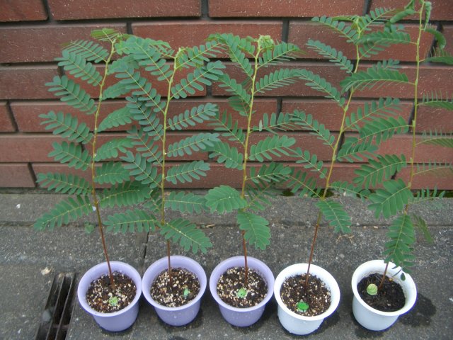 tamarindus_indica.jpg