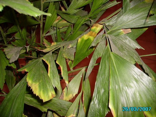 PICT0730.JPG
