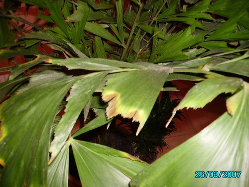 PICT0731.JPG