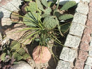 DSCF7052.JPG