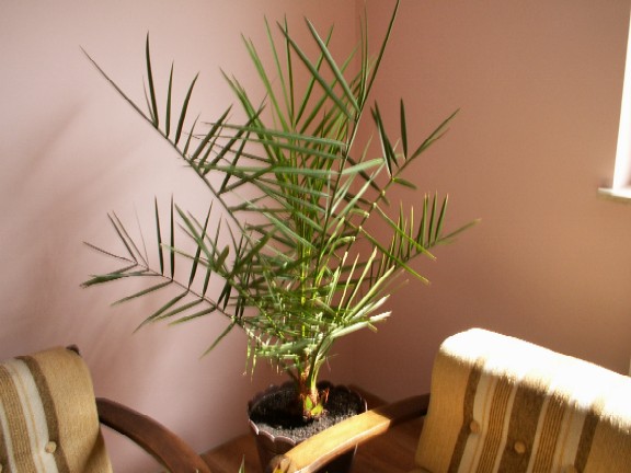 Pict0019.jpg