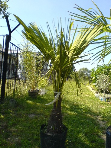 DSC00108zz.jpg