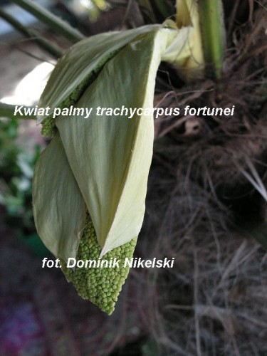 trachkwiat.JPG