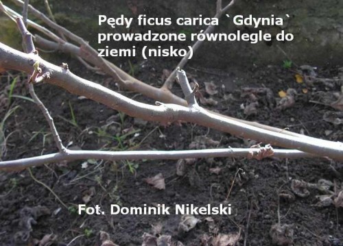 figipedynisko1.JPG