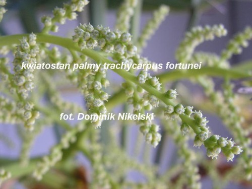 kwiatostanpalmy2.JPG
