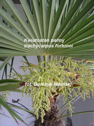 kwiatostanpalmy3.JPG
