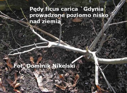 figipedynisko.JPG