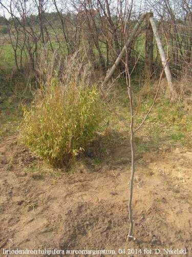 liriodendrontuliiferaaureomarginatum.JPG