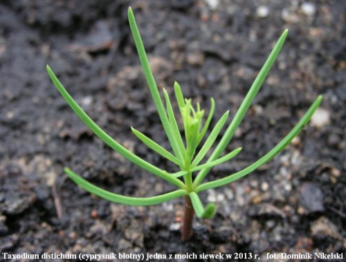 taxodium1.JPG