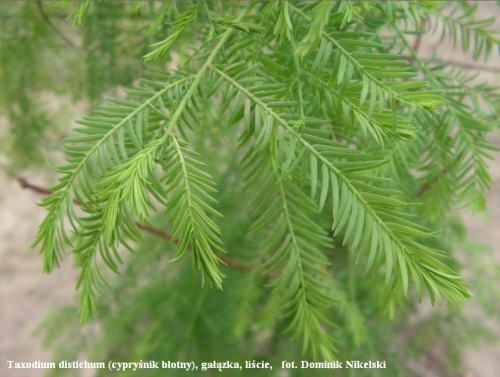 taxodium3.JPG