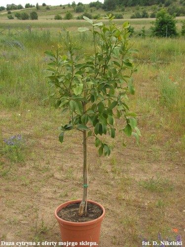 duża sadzonka cytryny ze sklepu oleander.JPG