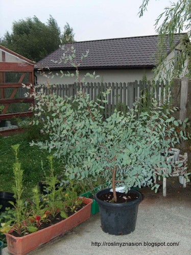 Eucalyptus gunni w Polsce - eukaliptus gunni.JPG