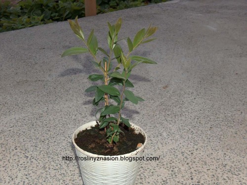 Kuflik cytrynowy.JPG