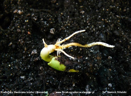 theobroma bicolor mocambo.JPG