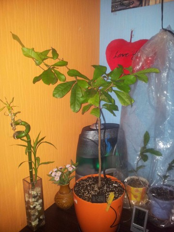 IMG20140906181021synsepal1_2.JPG
