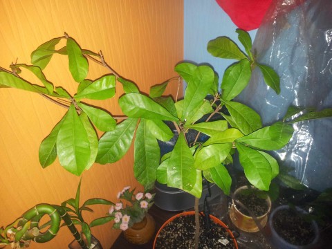 IMG20140906181039synsepal2_2.JPG