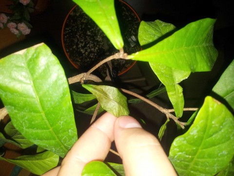 IMG20140906181235synsepal4_2.JPG