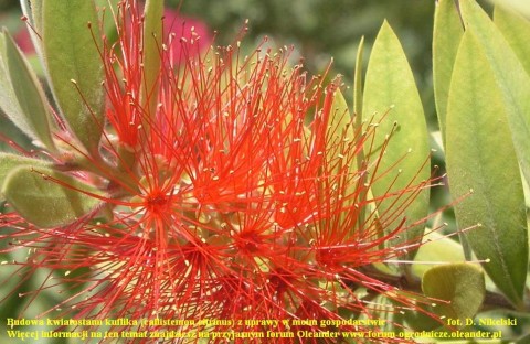 kwiatostan kuflika w powiększeniu.JPG